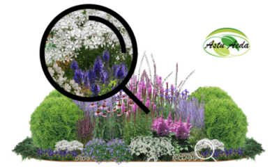 TF kujundus nr. 17 ZOOM kujunduspilt 1külg