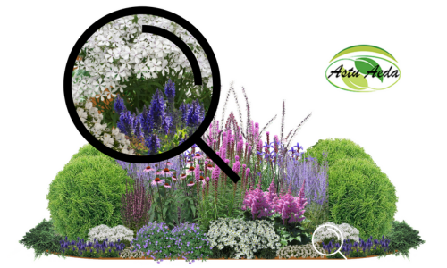 TF kujundus nr. 17 ZOOM kujunduspilt 1külg