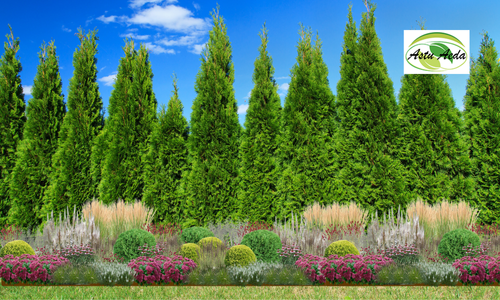 TF kujundus nr. 1 fotol 1