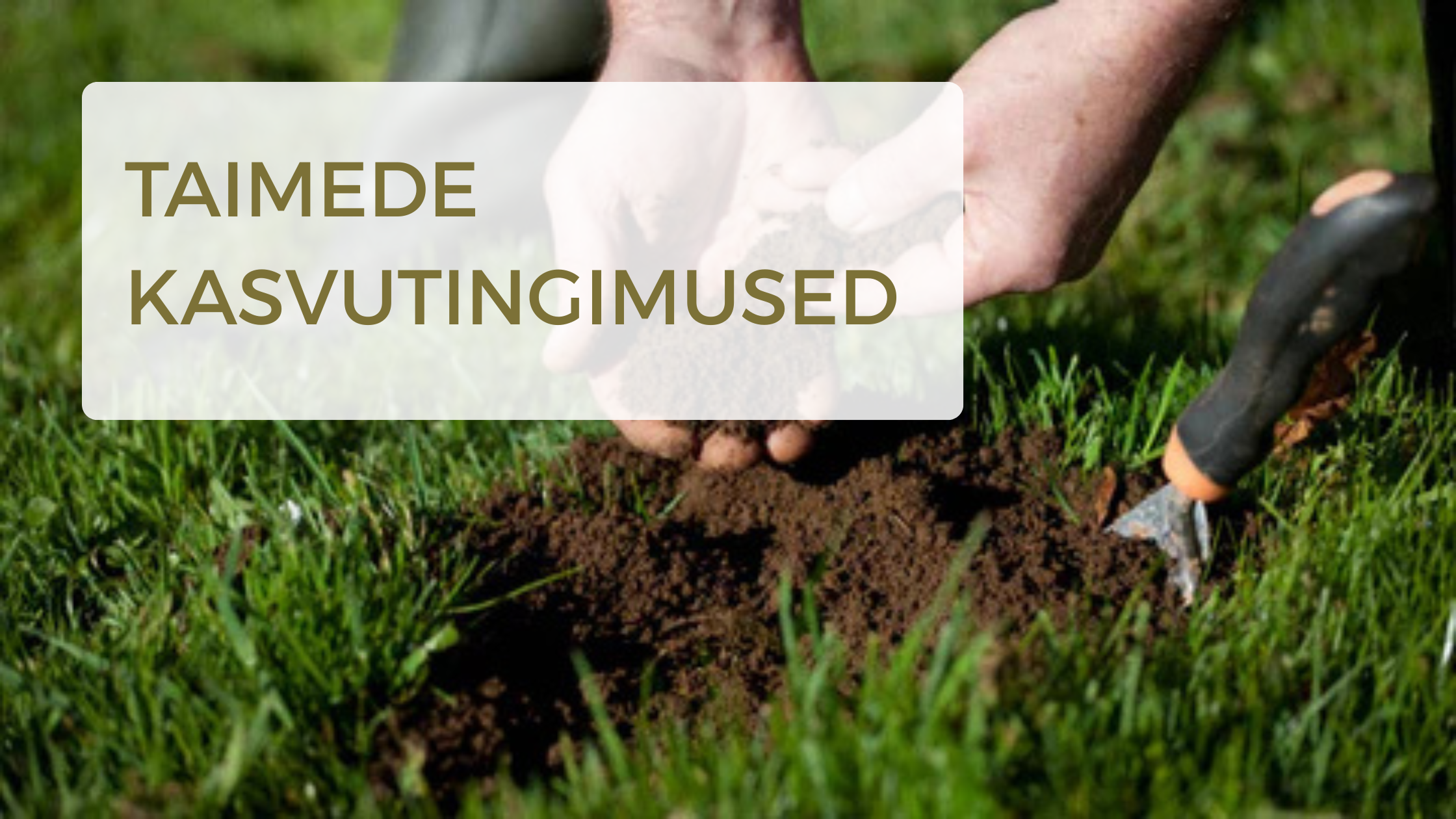 Taimede kasvutingimused