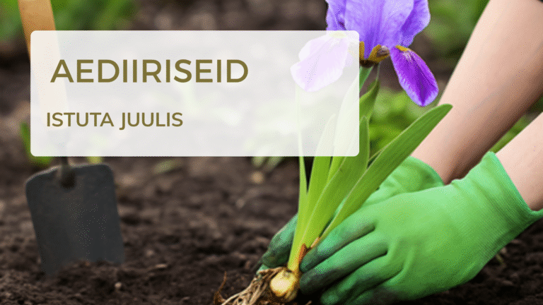 Juulis istuta aediiriseid