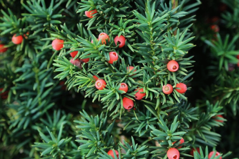 Jugapuu (Taxus baccata) marikäbidega