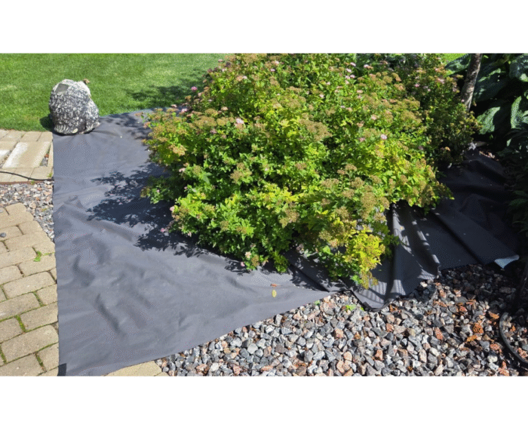 Lõikuse ootel enelate grupp poolvarjus augusti alguses