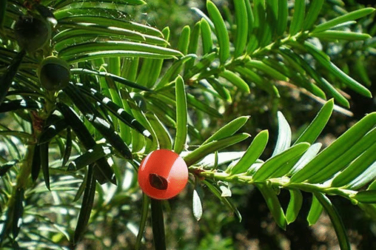 Jugapuu (Taxus baccata) marikäbi