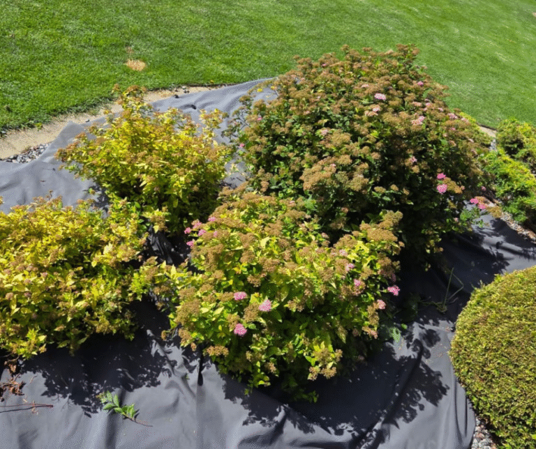 Enelate grupp päikeselises kasvukohas lõikuse ootel augustis