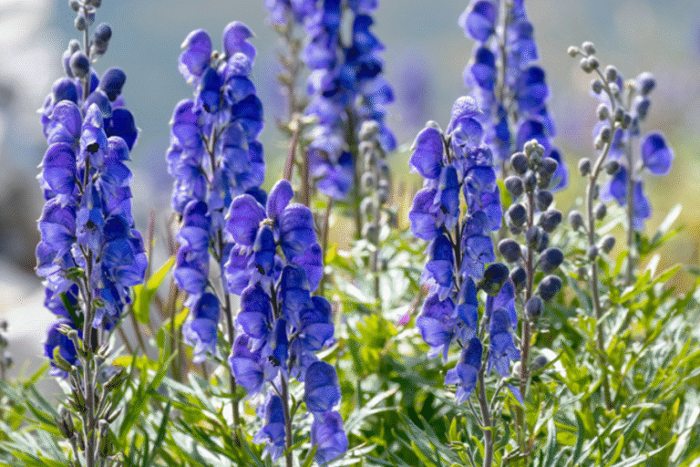 Köoking (Aconitum)