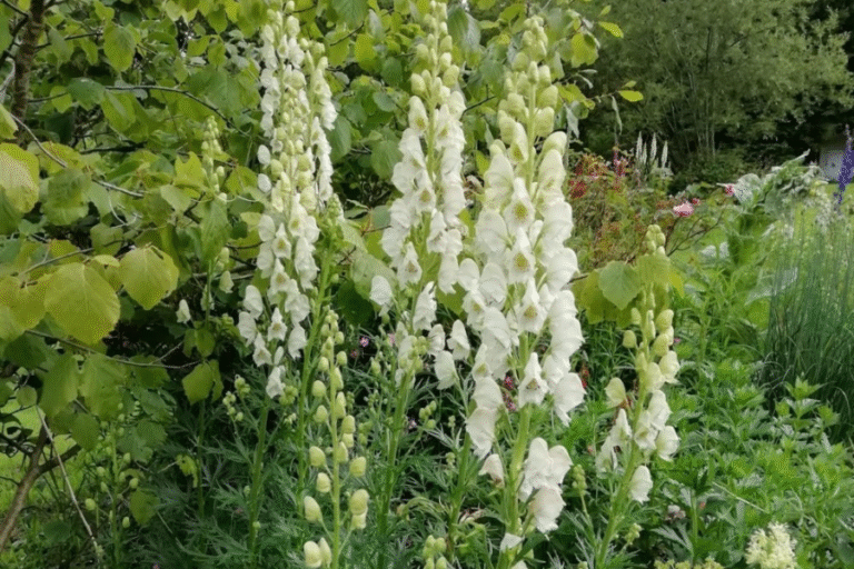 Köoking (Aconitum)