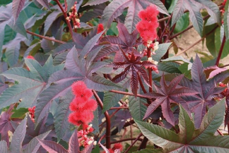 Riitsinus (Ricinus Communis