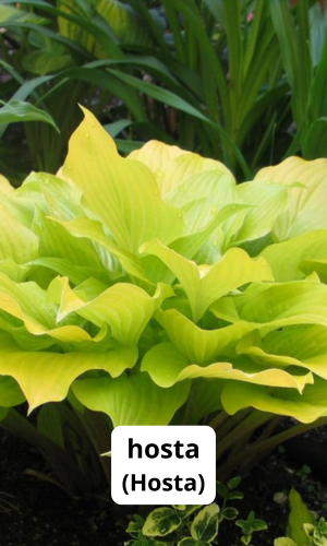 päikelise koha püsik