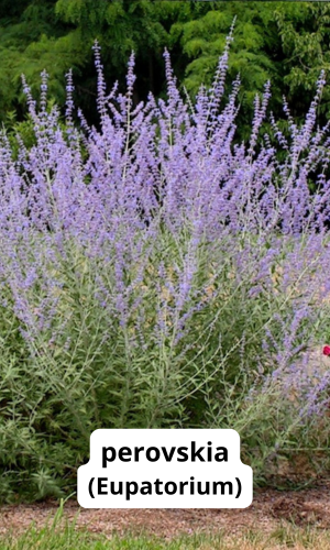 päikelise koha püsik