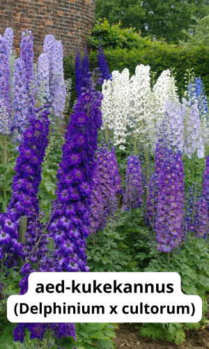 päikelise koha püsik