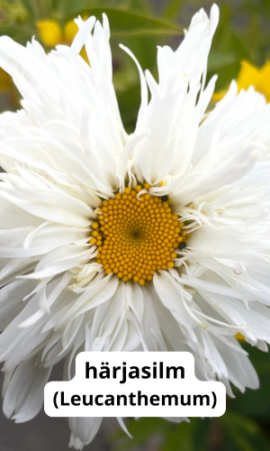 päikelise koha püsik