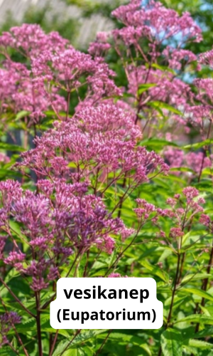 päikelise koha püsik