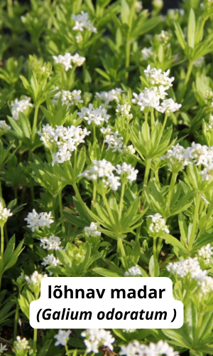 varjulise koha pinnakatja